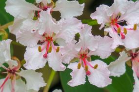 Bauhinia Hong Kong Flower