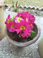 Flower Nature Flora