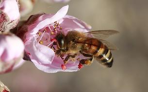 Flower Nature Insect