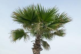 Nature Tropicale Summer