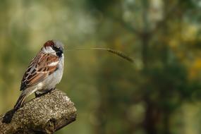 Nature Animal World Bird