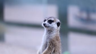 Wildlife Nature Cute