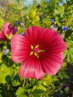 Flower Nature Garden