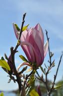 Magnolia Flower