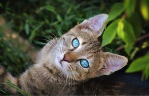 Nature Animal Cute Wild