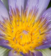 purple yellow flower is large