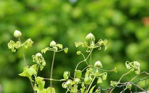 Clematis Creeper The Buds