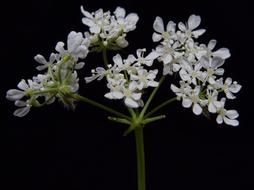 Wild Carrot Mohr Bloom Daucus