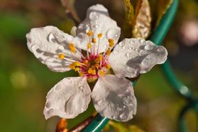 Flower Nature Plant
