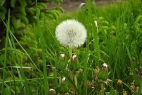 fluffy white flower in the grass