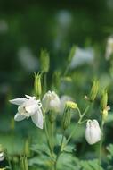Nature Plants Flowers