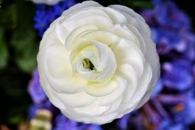 Ranunculus Flower
