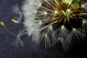Dandelion Nature Fluffy
