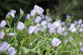 African Daisy Osteospermum