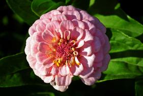 Flower Zinnia Summer