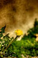 Flower Natur Dandelion