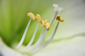 flower with long antennae