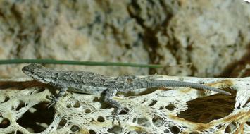 Gecko Camouflage Reptile