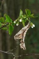 brown leaf on a branch