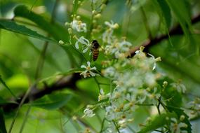Flower Nature Insect