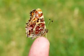 Nature At The Court Of Summer