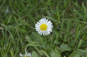 Nature Plant Lawn