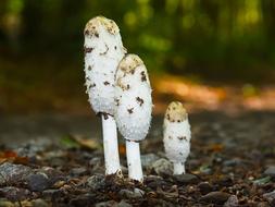 Nature Wood Animal World