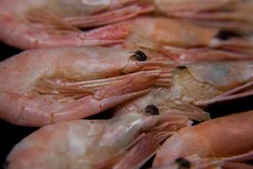 raw healthy shrimp