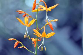 Flower Nature Plant The