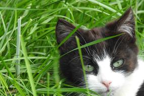 Animals Charming Nature