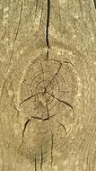 Pattern Nature Old