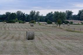 Field Haymaking Hay