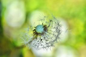 Nature Dandelion Plant