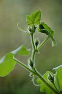 Green Pumpkin Leaves