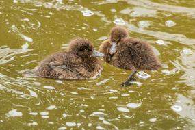 Ducks Animal Children Nature Baby