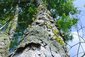 The Tree Forest Nature
