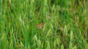 Butterfly Prato Spring