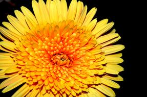 Gerbera Flower Summer