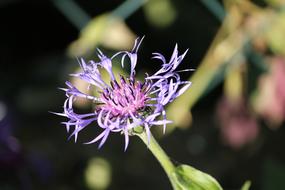 Cornflower Alpine