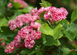 the May bloom is magnificent