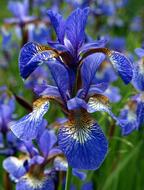 Iris Blue Flower