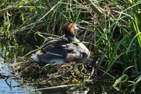 Grebe Bird'S Nest Hatch