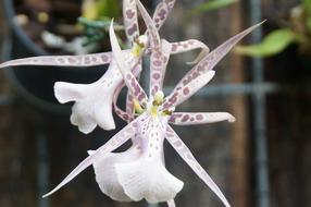 Nature Flora Flower