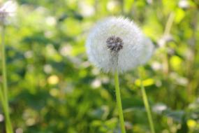 Dandelion Grass Green