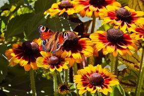 Flowers Coneflower Blossom