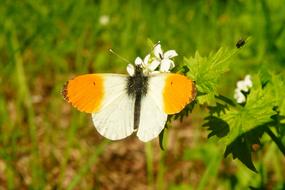 a big butterfly on a white flower in the garden.