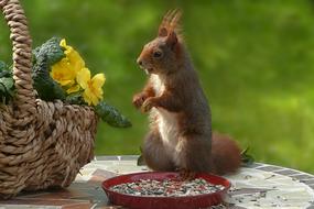 Nature Animal Mammal