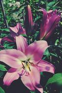 Flower Beautiful Plant