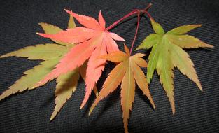 Leaf Fall Maple