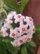 Porcelainflower Wax Plant Hoya carnosa